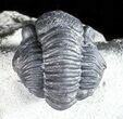 Bargain, Gerastos Trilobite Fossil - Morocco #57635-3